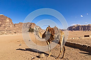 Resting camels, Wadi Rum desert, Jordan