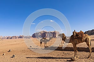 Resting camels, Wadi Rum desert, Jordan