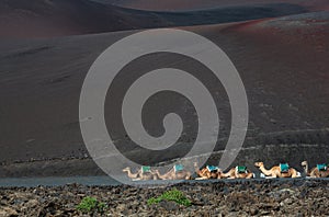 Resting camels waiting to take tourists on a camel ride in Timanfaya National Park, Lanzarote, Spain