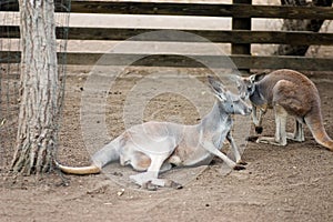Resting Cangaroos