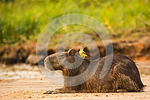 Resting Capybara with Cattle Tyrant on Back