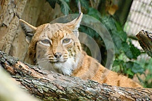 Resting Carpathian Lynx Lynx lynx carpathicus.