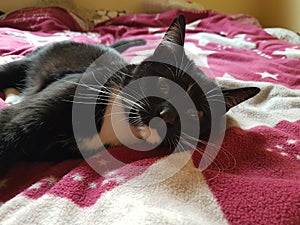 Resting cat on the cat tree bed