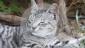 Resting Cat Close-Up