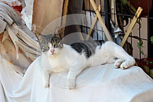 A resting cat with green eyes