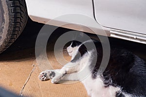 Resting cat, lying on cardboards behind a car, surprised.