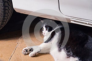 Resting cat, lying on cardboards behind a car, surprised.