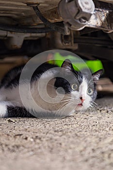 Resting cat, lying on cardboards behind a car, surprised.