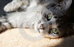 Resting cat in natural home background in a shade, lazy cat face close up, small sleepy lazy cat, domestic animal on siesta