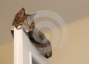 At, resting cat on the top of door in blur light background, cute funny cat close up, small sleepy lazy cat, domestic