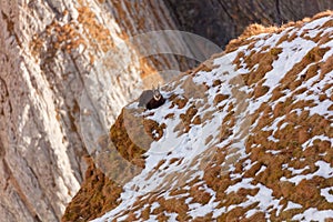 Resting chamois