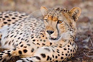 Resting cheetah