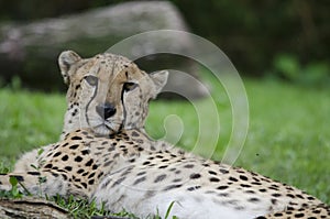 Resting cheetah 6