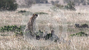 a resting cheetah cub looks up at masai mara