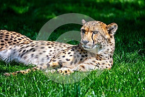 Resting Cheetah in the grass