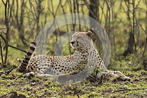 Resting cheetah in the Maasai Mara