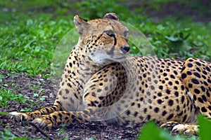 Resting cheetah in the park