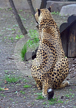 Resting cheetah in the park