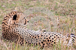 Resting cheetah on the Savannah in the Maasai Mara National Reserve Narok County, Kenya