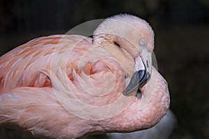 Resting Chilean Flamingo