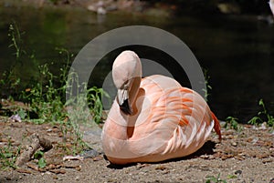 Resting Chilean Flamingo Bird