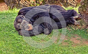 Resting chimpanzee