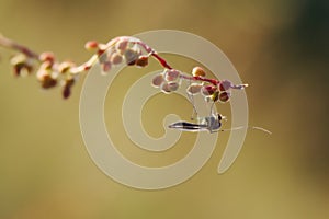 Resting Chironomidae mosquito