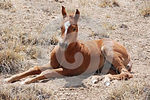 Resting Colt Horse