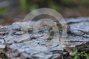 Resting Common Darter Dragonfly