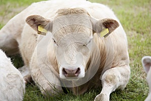 Resting cow