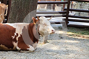 Resting cow.