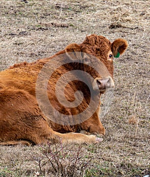 Resting cow interrupted