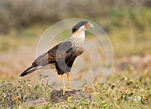 Resting Crested Caracara