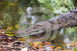 Resting Crocodile