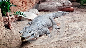 Resting crocodile with opened mouth full of tooths