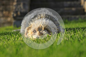 Resting cute dog on the green grass