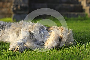 Resting cute dog on the green grass