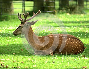 Resting deer