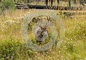 Resting deer. deer eat a grass