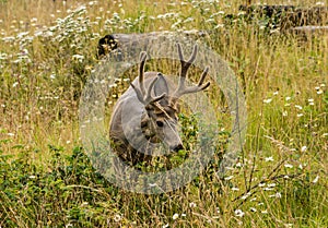 Resting deer. deer eat a grass