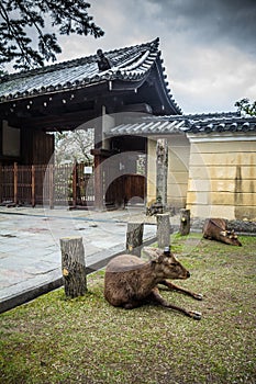 Resting deer in Nara Japan