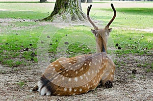 Resting deer