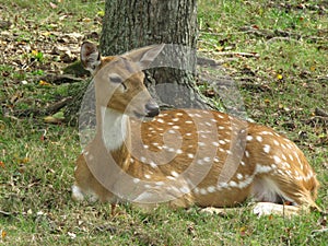 Resting deer