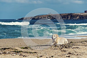 Resting dog on a beach