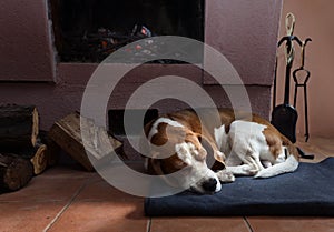 Resting dog near to a fireplace