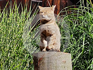 resting domestic cat