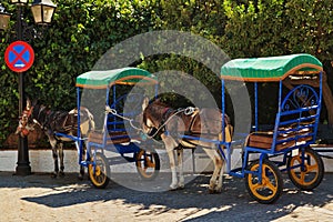 Resting donkeys harnessed to the cart resting