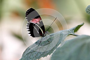 Resting Doris longwing