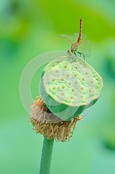 Resting dragonfly