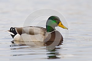 Resting Drake Mallard
